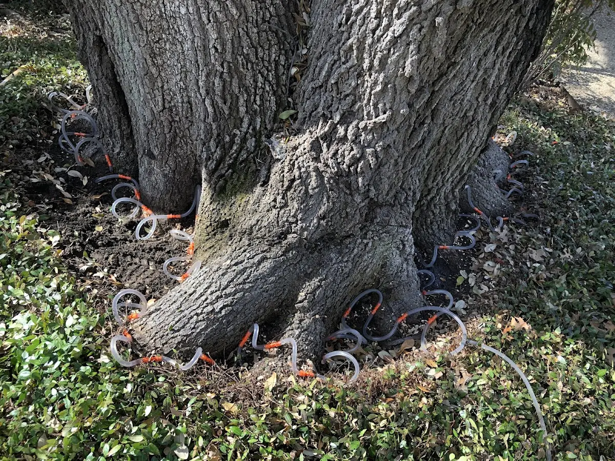 Detailed Tree Cabling and Bracing job site in Lakeville