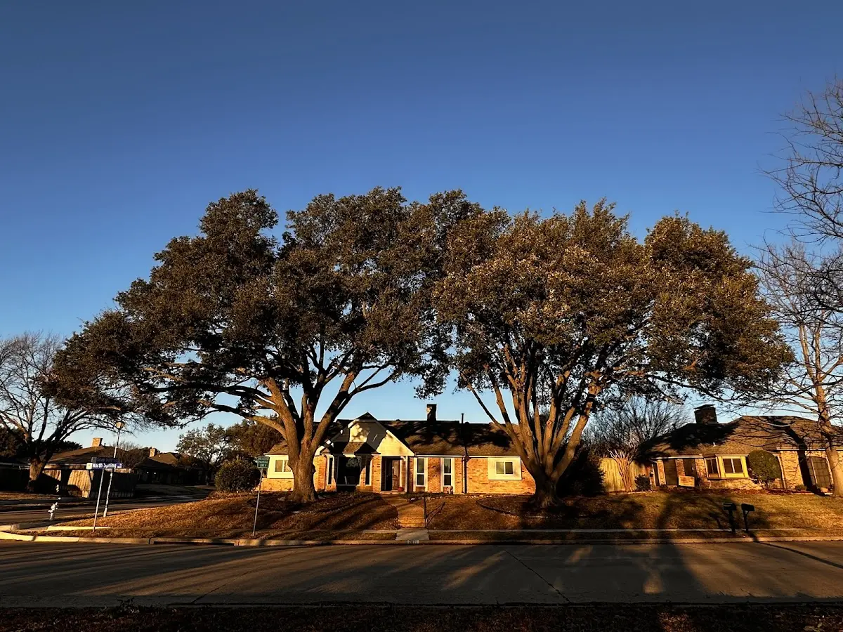 Established residential canopy tree shading a home in Lakeville